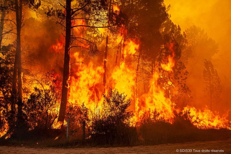 Forêt en train de brûler pendant les incendies de Gironde